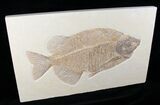 Superb Phareodus Fish Fossil - Wyoming #12658-3
